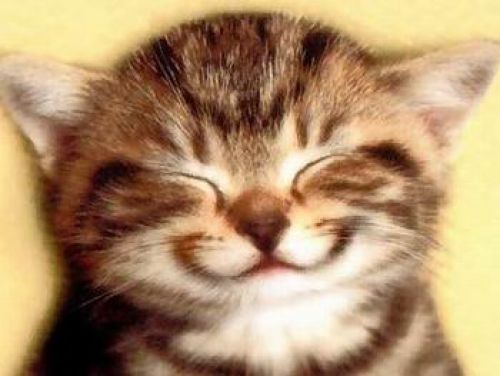 Chat