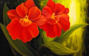 Miltonias rouge