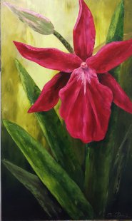 Née Rouge, huile de 40 X 24